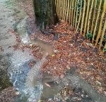 Rainwater flow past West Woodland enclosure